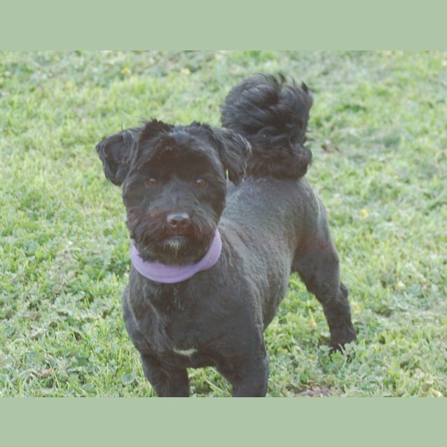 Photo of Gadget