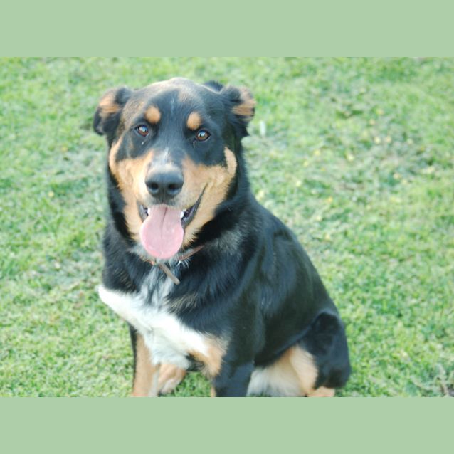 Photo of Riley
