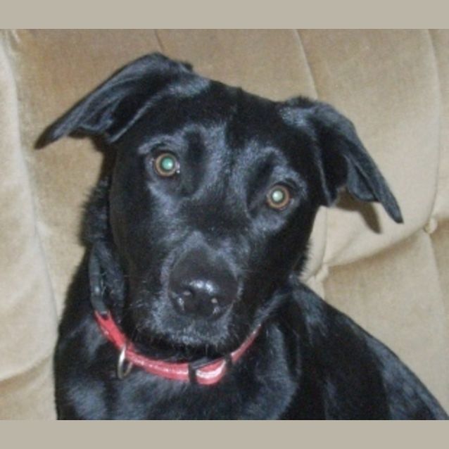 Photo of Bailey ... Such A Spunky Boy 