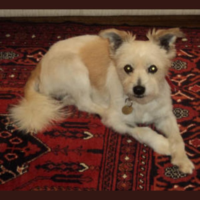 Photo of Perro