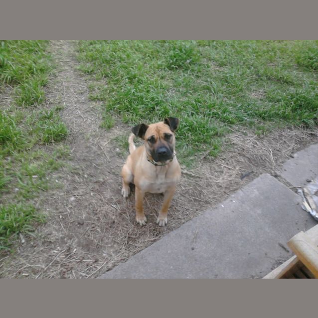 Photo of Foxy "Roxy"