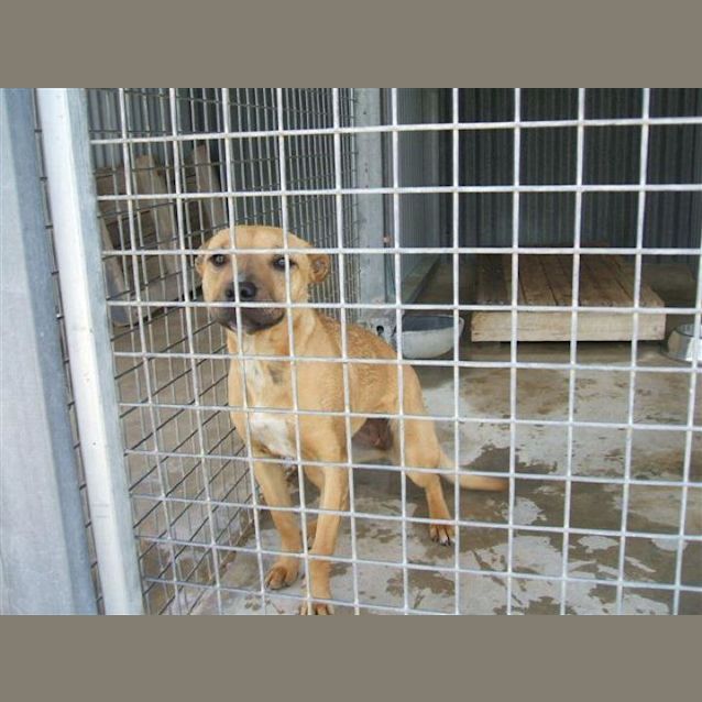 Photo of Staffy Girl " No Room" Still In Pound