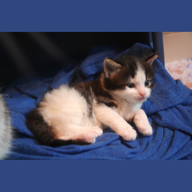 Photo of Otto