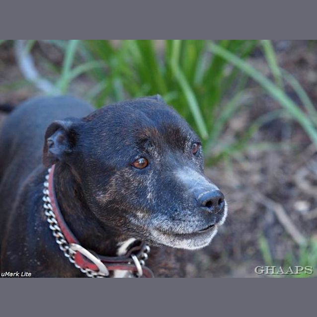 Photo of Tyson