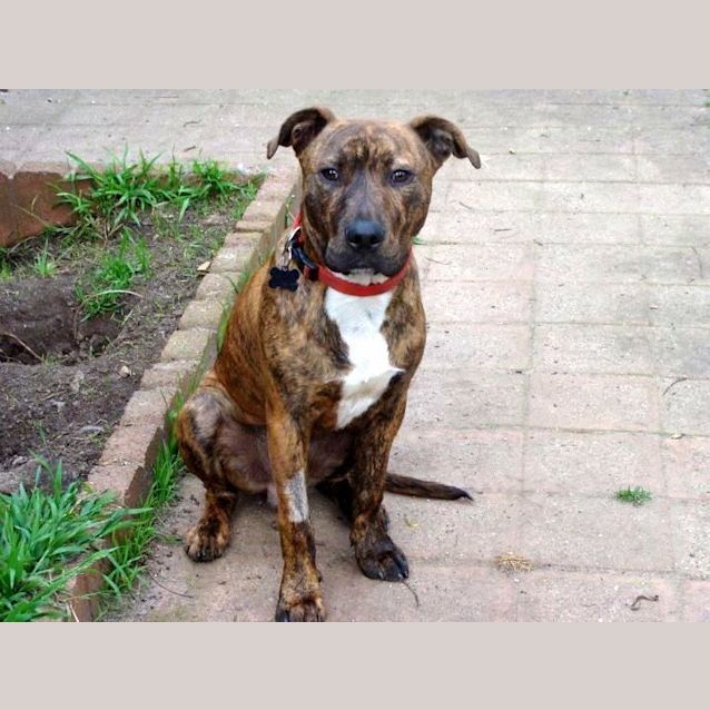 Photo of Hector