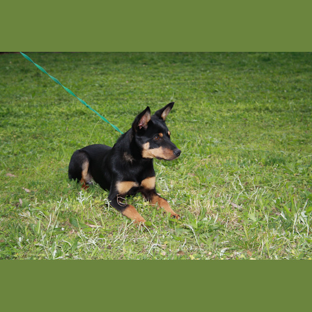 Photo of Ryder