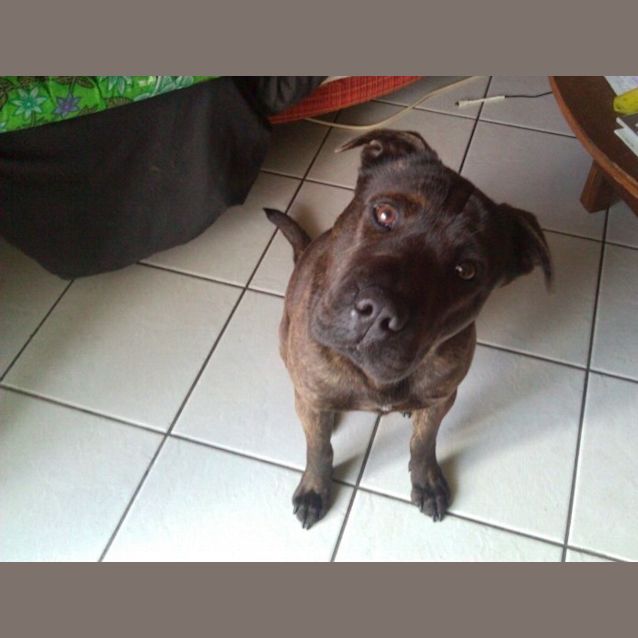 Photo of Beautiful Staffy Boy Needing Foster Care