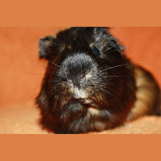 Photo of Jessica (Red Flag And Golden Oldie)