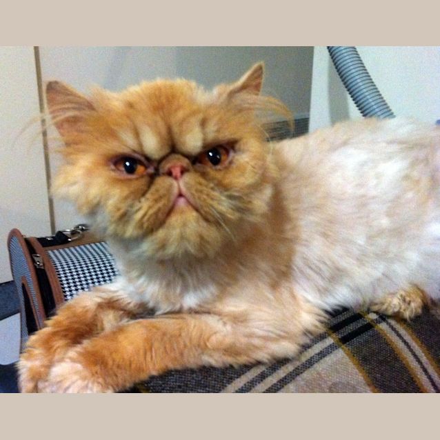 Photo of Persia   On Trial In Her New Home!