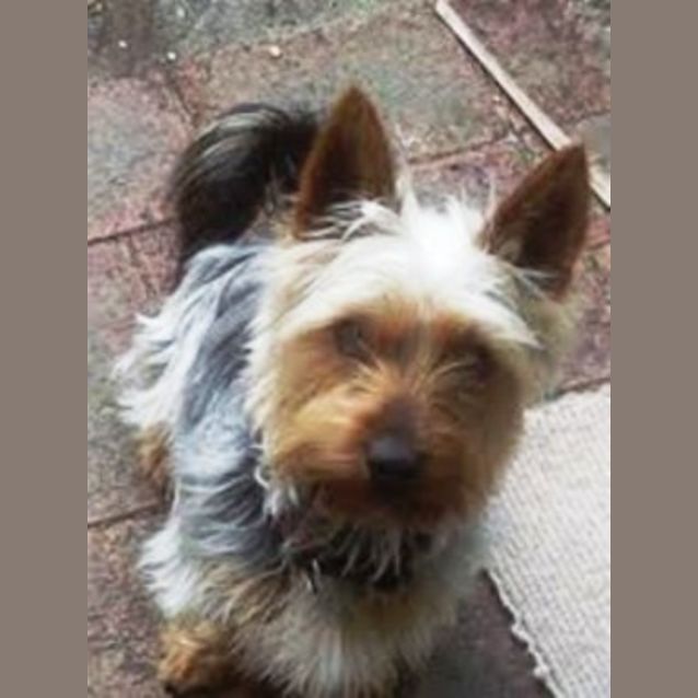 Photo of Brutus