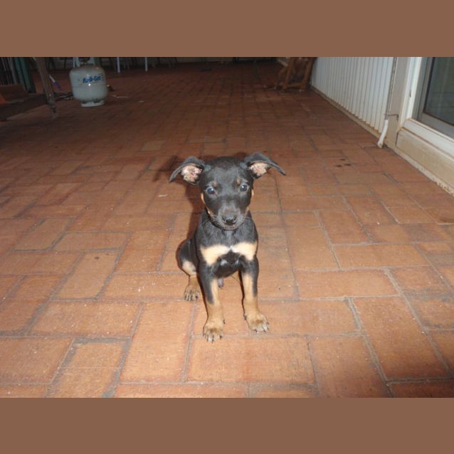 Photo of Pancho