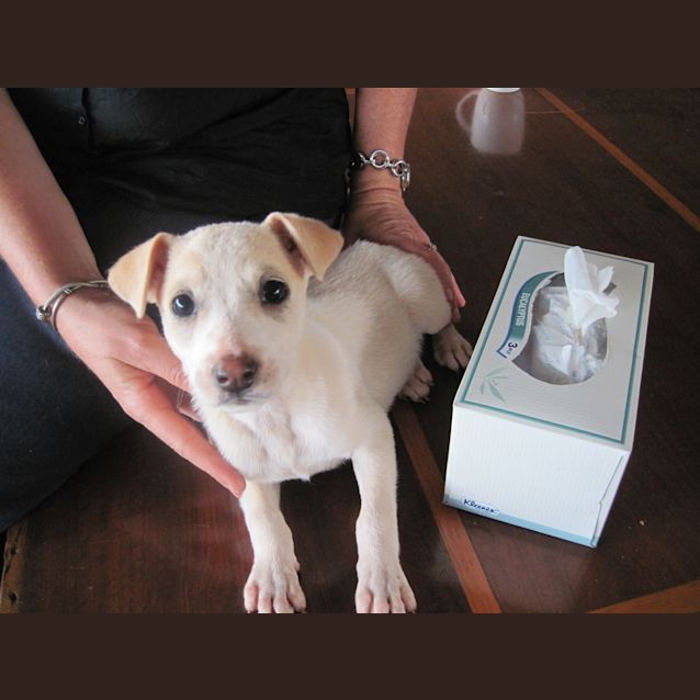 Photo of Poppy