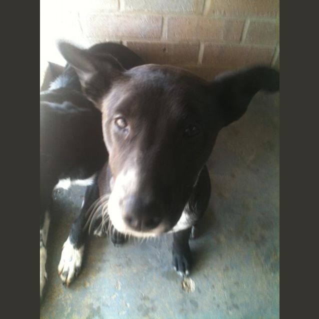 Photo of Collie Girl