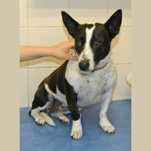 Photo of Wagsy