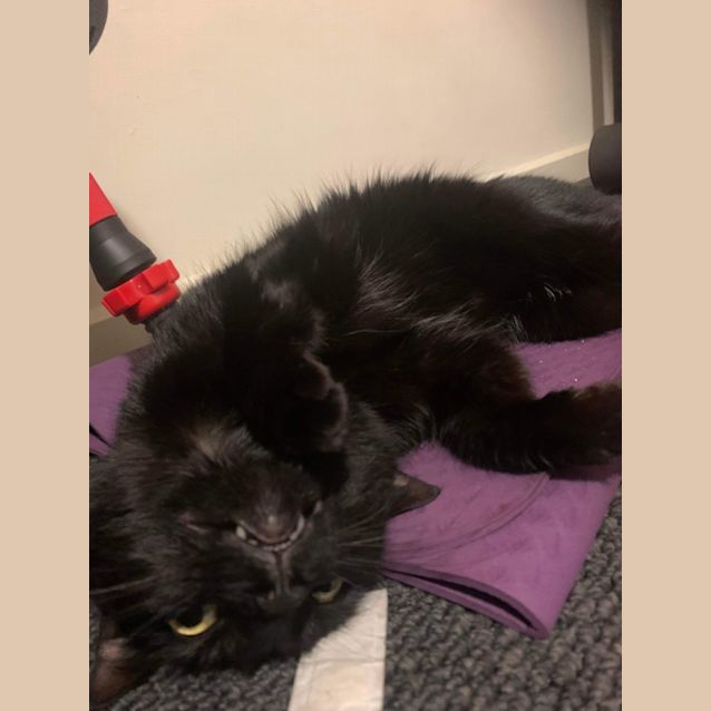 Photo of Hazel *9 Lives Project Rescue*