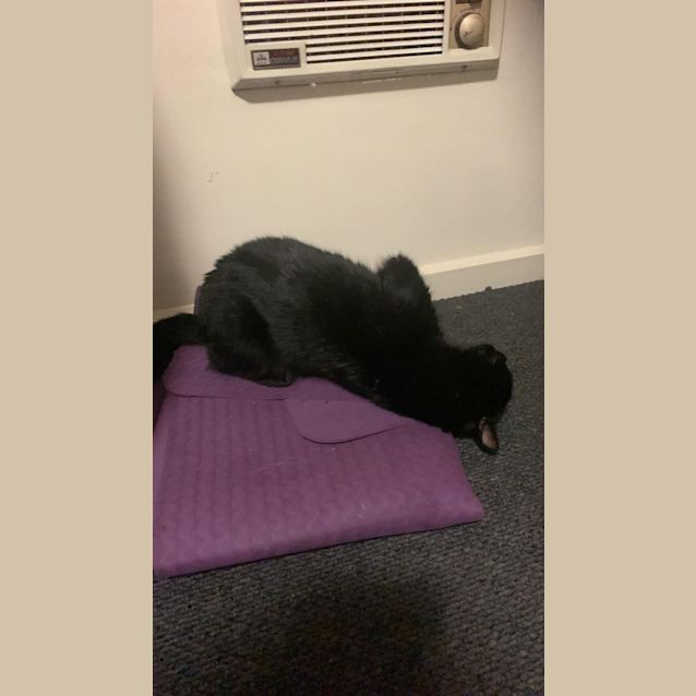 Photo of Hazel *9 Lives Project Rescue*