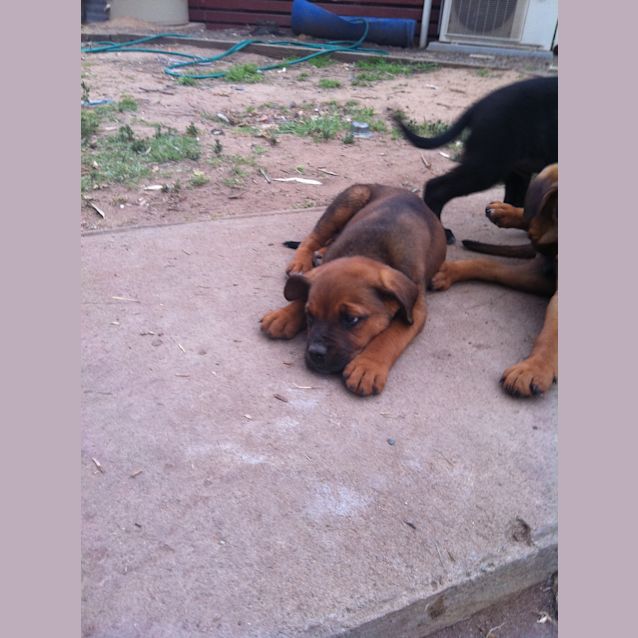 Photo of Adopted Magnam