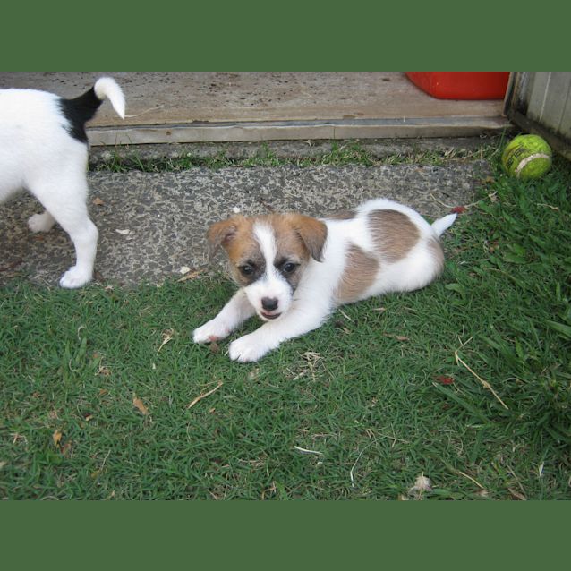 Photo of Molly (On Trial With Her New Family)