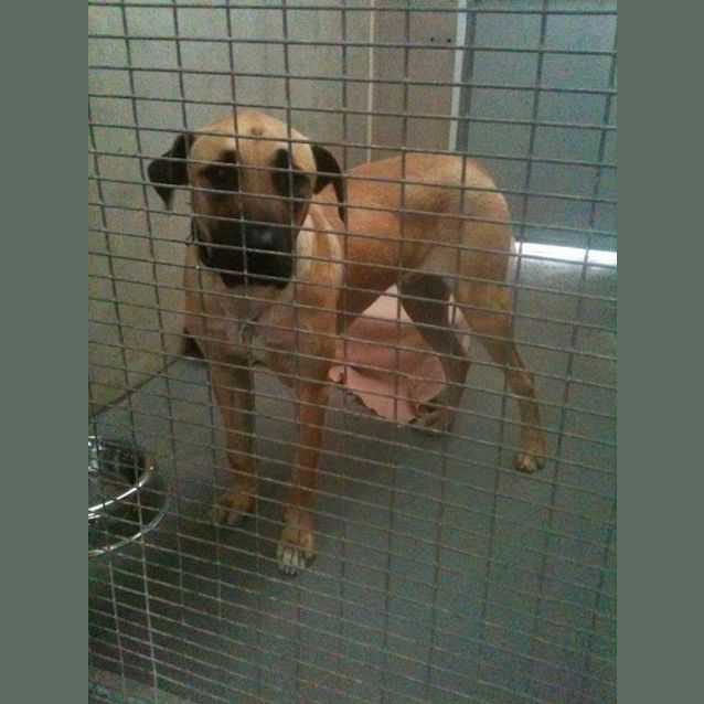 Photo of Charger **Adopted**
