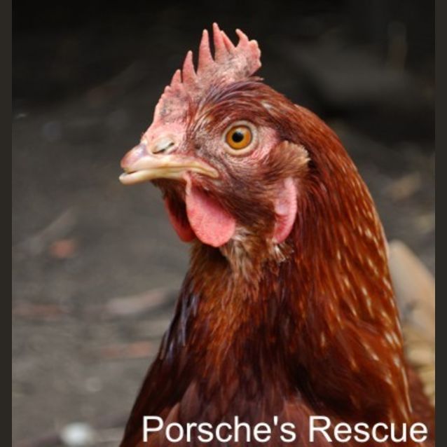Photo of Chook 3  Vaccinated