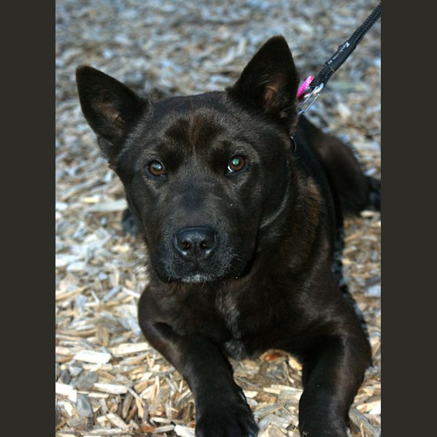 Photo of Mira