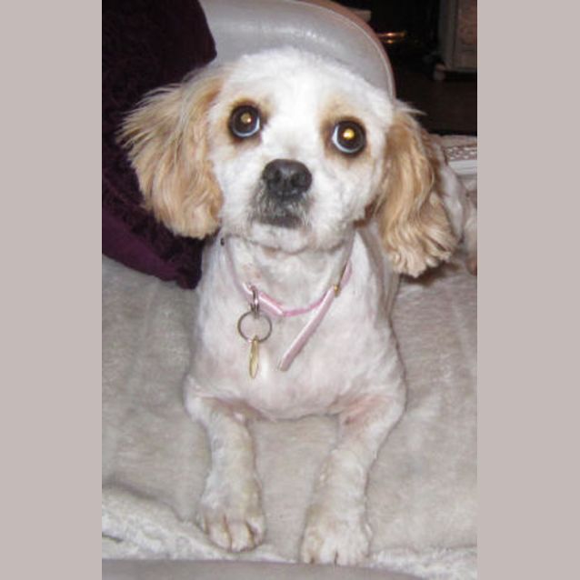 Photo of Gracie