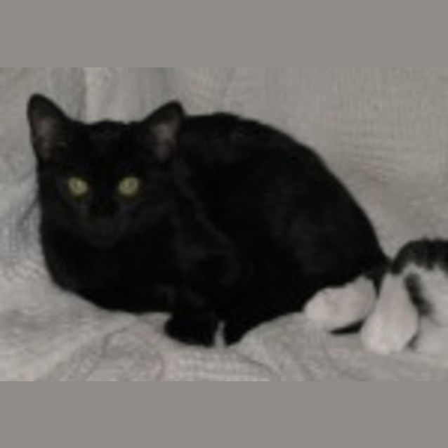 Photo of Ace