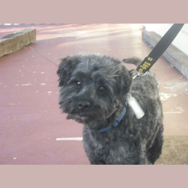 Photo of Buddy
