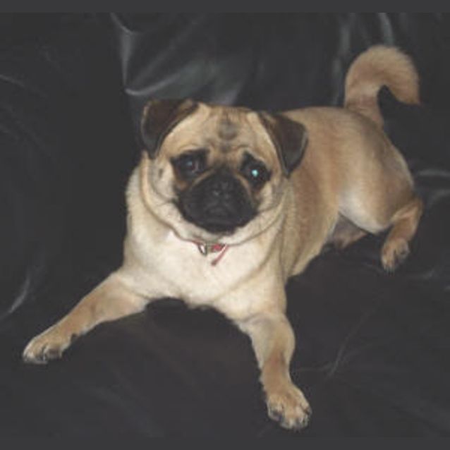 Photo of Star