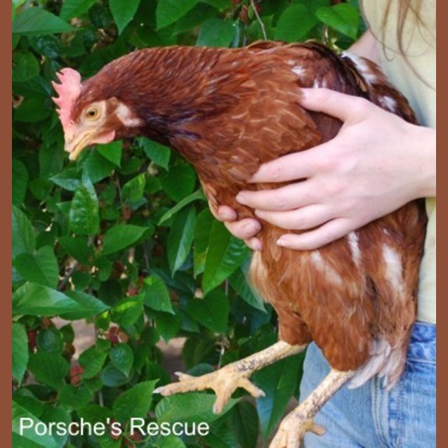 Photo of Chook 4  Vaccinated