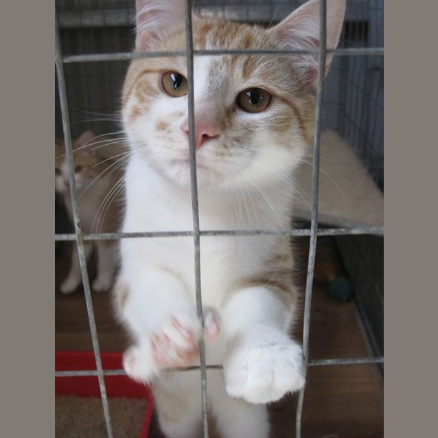 Photo of Ginger Tabby & White