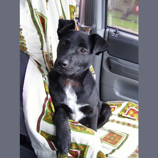 Photo of Maverick   Adopted!!!!