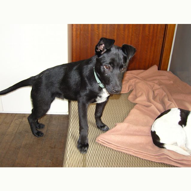 Photo of Maverick   Adopted!!!!