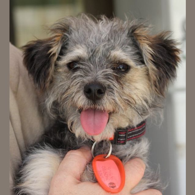 Photo of Bertie Av335 Adoption Pending
