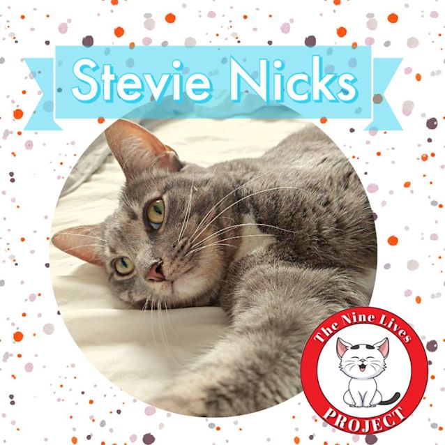 Photo of Stevie Nicks *9 Lives Project Rescue*