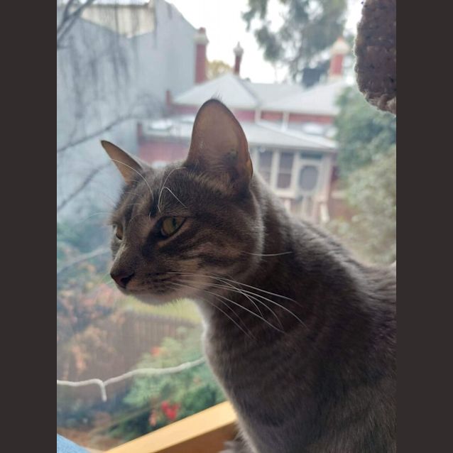 Photo of Stevie Nicks *9 Lives Project Rescue*