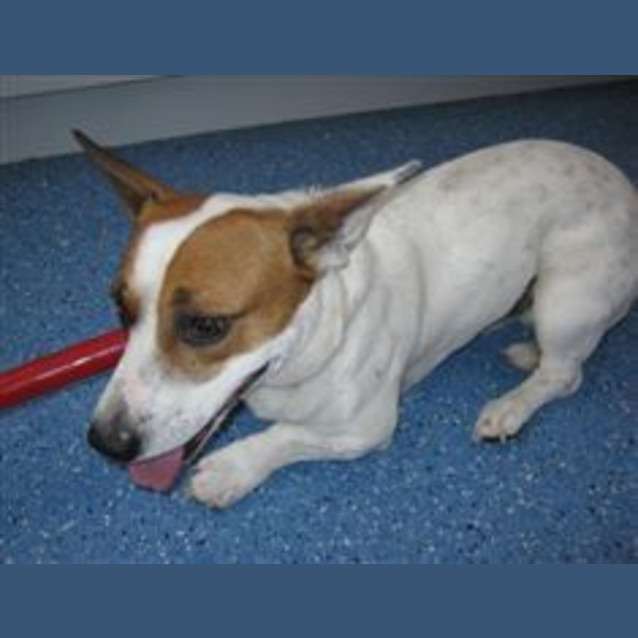 Photo of Urgent Foster Care By Sunday 23rd