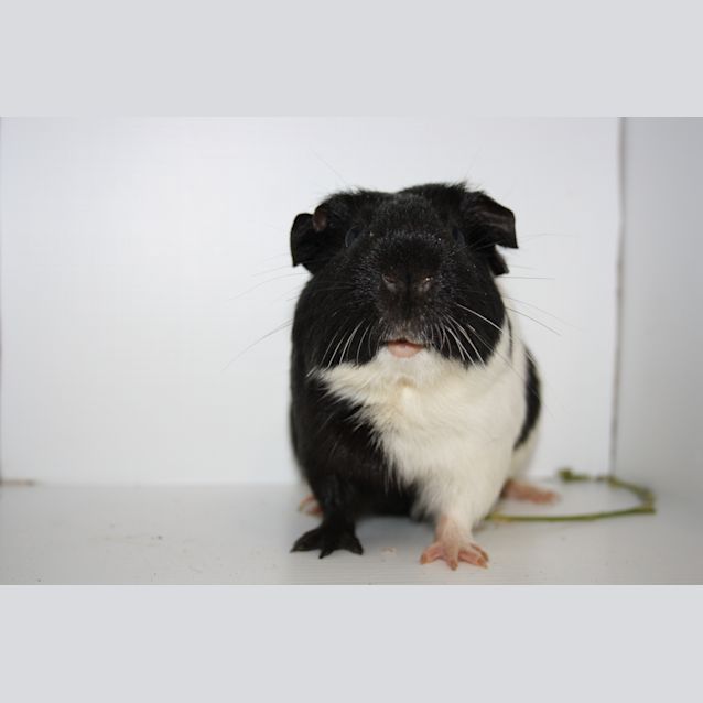 Photo of Max (Special Needs)