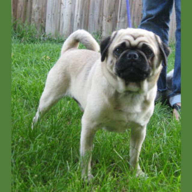 Photo of Yogi