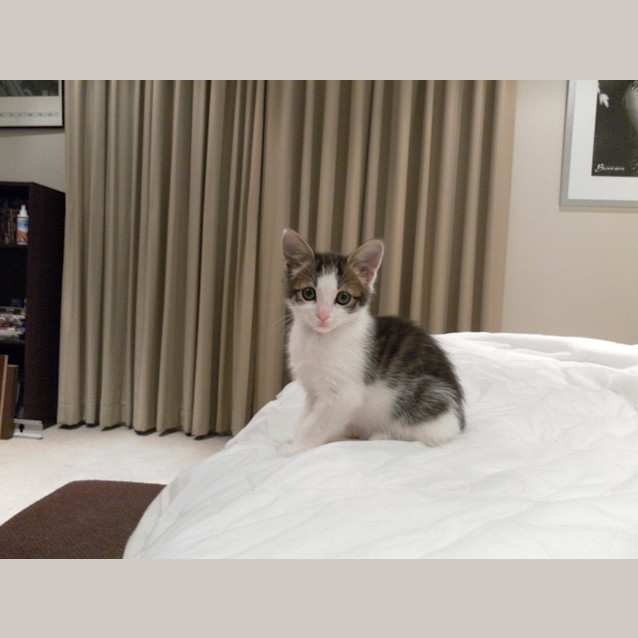 Photo of Leia