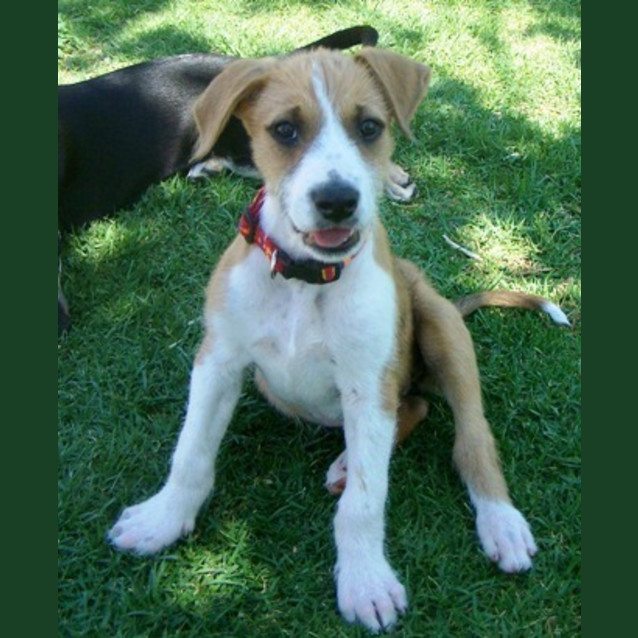 Photo of Charlie Adopted