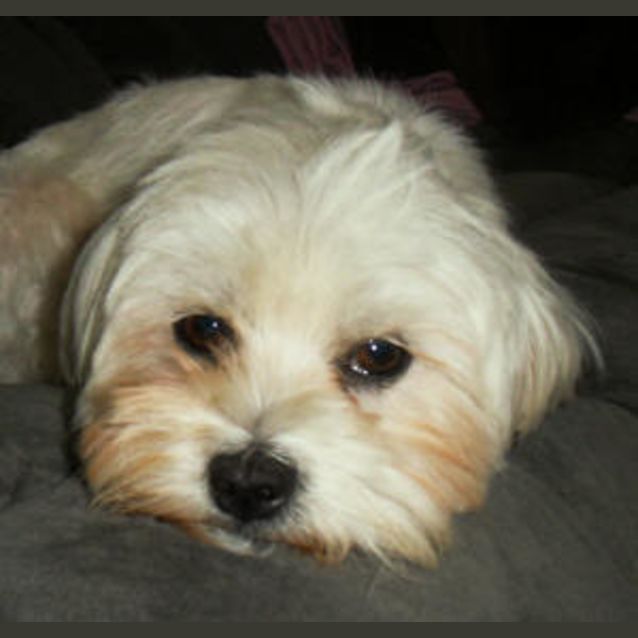 Photo of Mintie