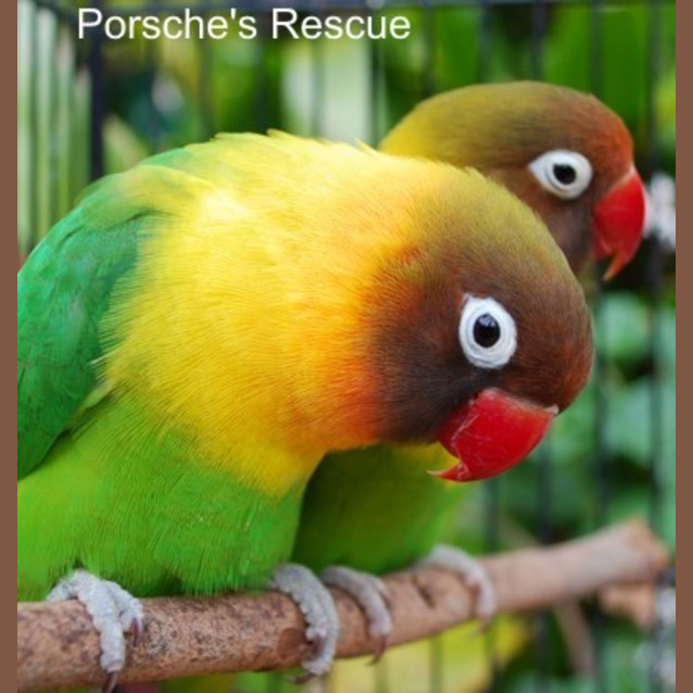 Photo of Cosmo And Squirt