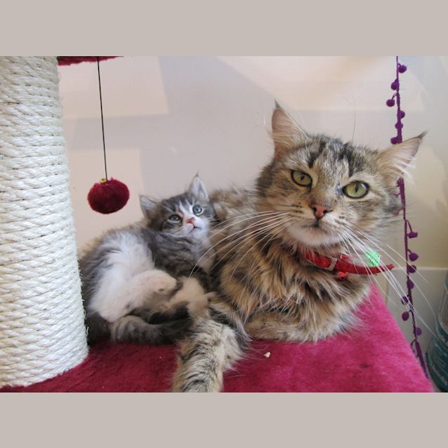 Photo of *** $50 Bargain Cat. Fluffy Mummy