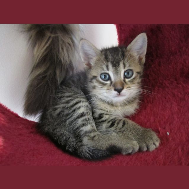 Photo of Tib Tab *** Adoption Pending***