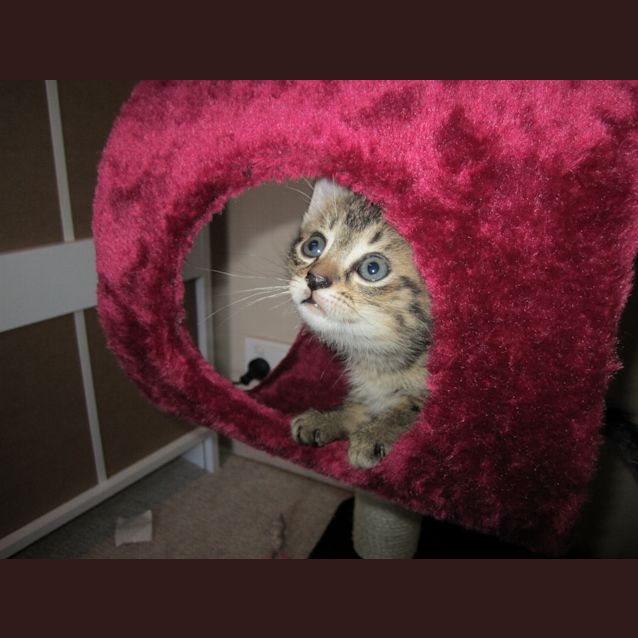 Photo of Tib Tab *** Adoption Pending***