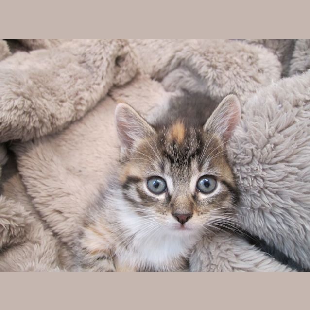 Photo of Fanta Girl **** Adoption Pending***