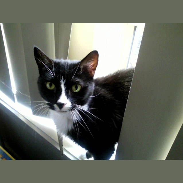 Photo of Pepper