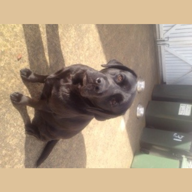 Photo of Bear **Must Be Rehomed With Max**
