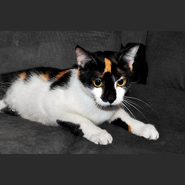 Photo of Celene